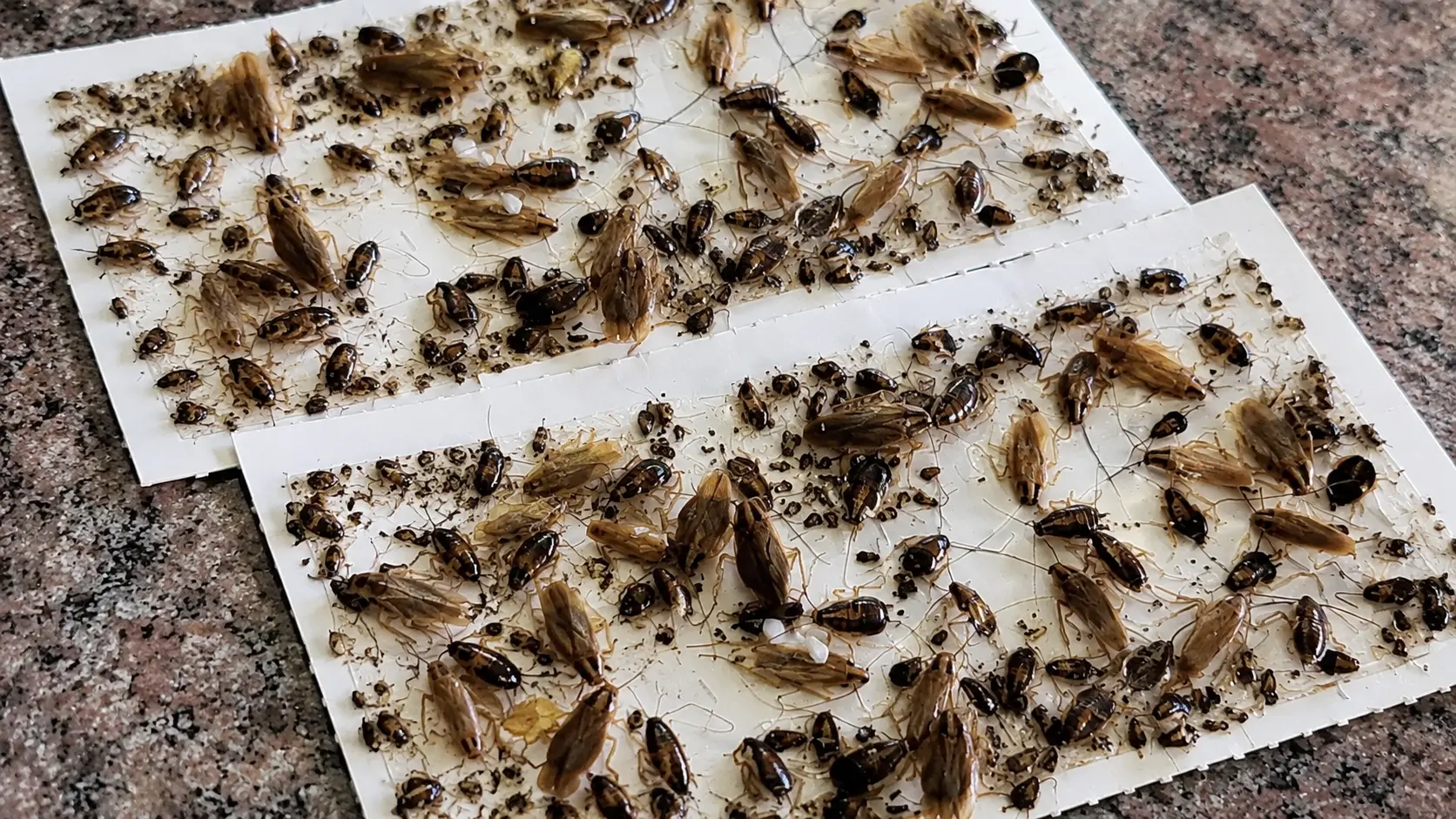 Cafards à Comines et dans la région