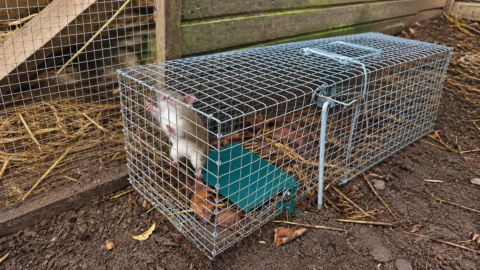 Dératisation à Comines et dans la région
